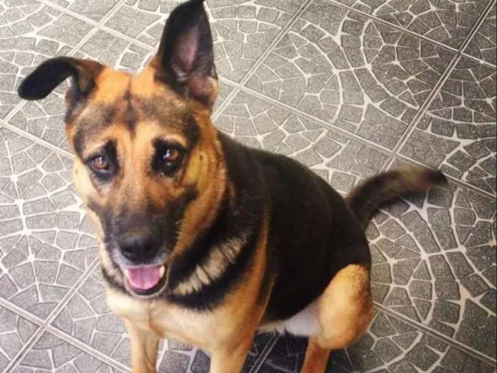 Cachorro ra a Pastor Alemão idade 6 ou mais anos nome Rubi