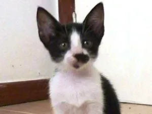 Gato raça  idade Abaixo de 2 meses nome Pandinhas