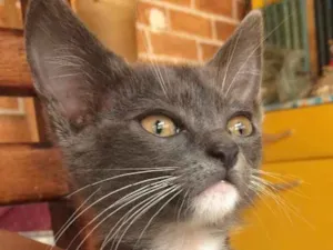 Gato raça Sem raça definida  idade Abaixo de 2 meses nome Sem nome
