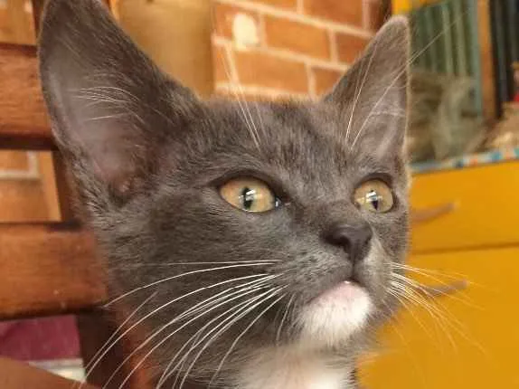 Gato ra a Sem raça definida  idade Abaixo de 2 meses nome Sem nome