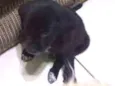 Trocinho