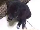 Cachorro raça SRD idade 2 a 6 meses nome Trocinho