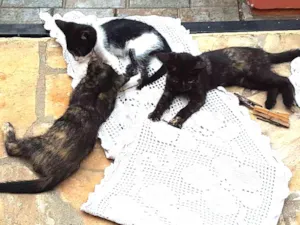 Gato raça Indefinido  idade 2 a 6 meses nome Kika