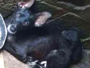 Cachorro raça não definida  idade 3 anos nome Laysa 