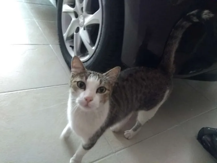 Gato ra a SRD idade 5 anos nome Jolie