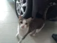 Jolie