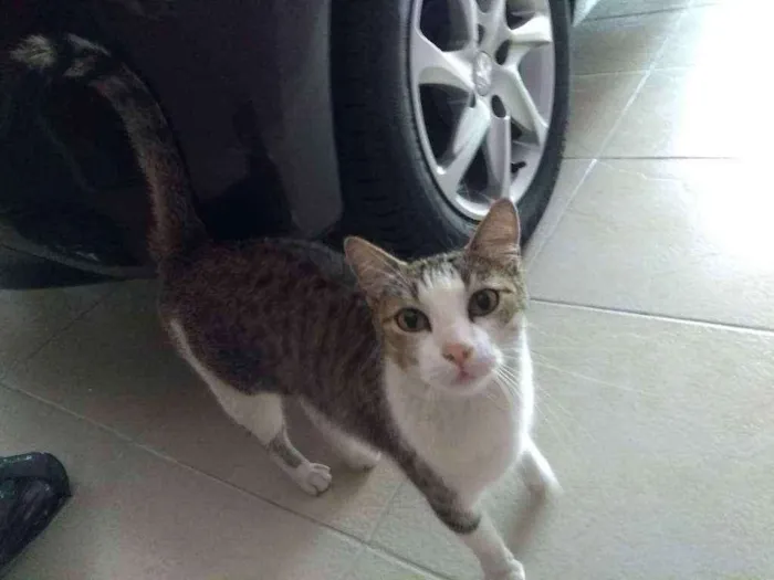 Gato ra a SRD idade 5 anos nome Jolie