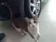 Jolie