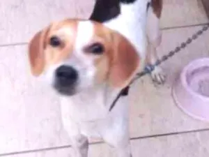 Cachorro raça SRD idade 1 ano nome Kyara