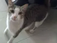 Jolie
