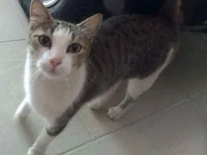 Gato raça SRD idade 5 anos nome Jolie