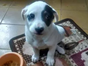 Cachorro raça RSD - vira lata idade  nome Lara