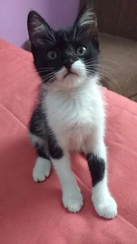 Gato raça sem raça idade Abaixo de 2 meses nome sem nome