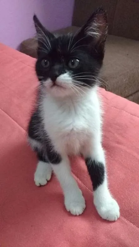 Gato raça sem raça idade Abaixo de 2 meses nome sem nome