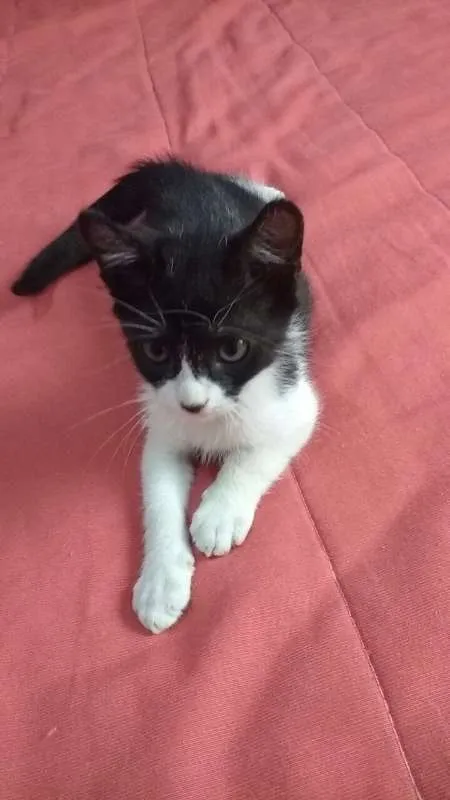 Gato raça sem raça idade Abaixo de 2 meses nome sem nome