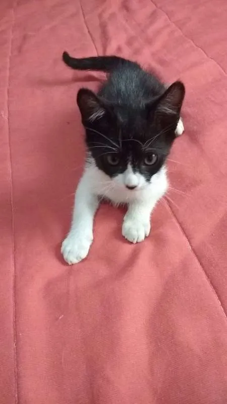 Gato raça sem raça idade Abaixo de 2 meses nome sem nome
