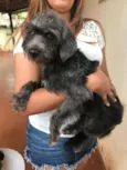 Irmãos macho e femea