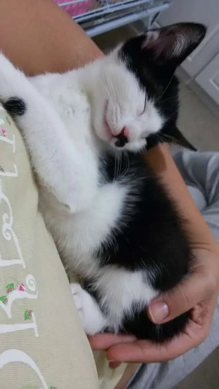 Gato ra a SRD idade 2 a 6 meses nome Diana