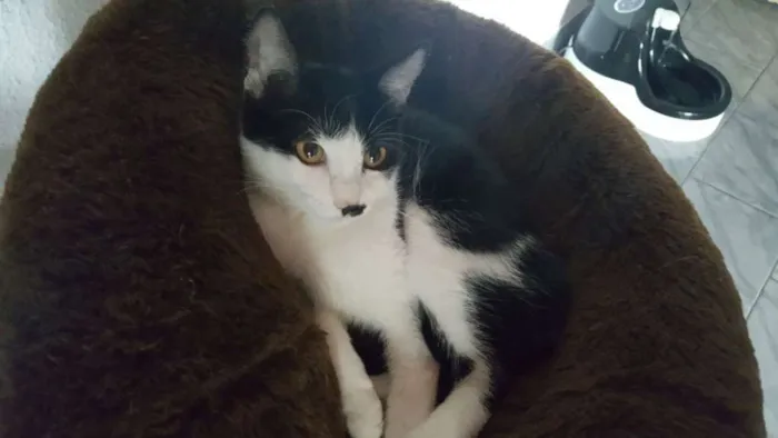 Gato ra a SRD idade 2 a 6 meses nome Diana