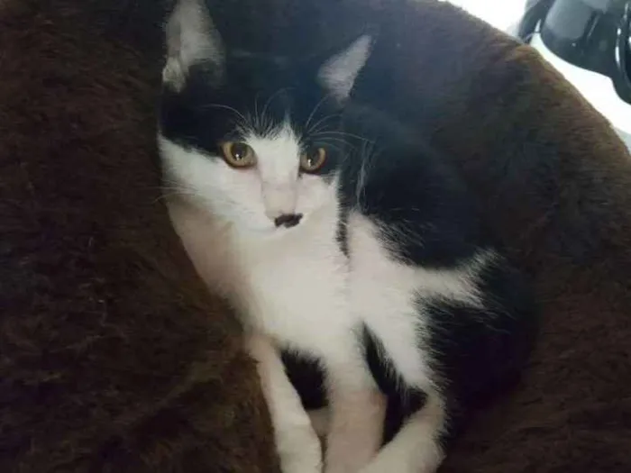 Gato ra a SRD idade 2 a 6 meses nome Diana