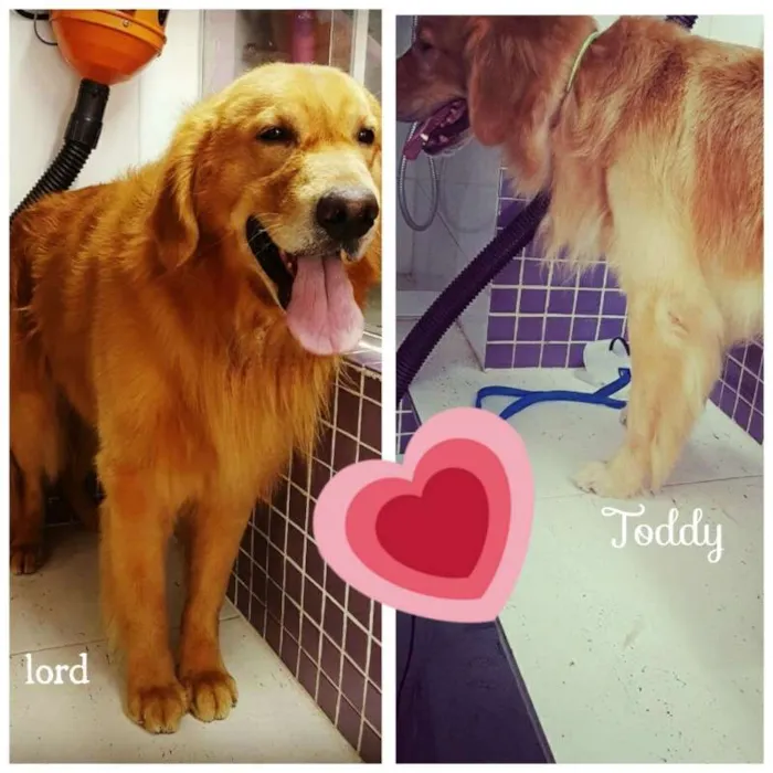 Cachorro raça golden idade 4 anos nome lord e toddy