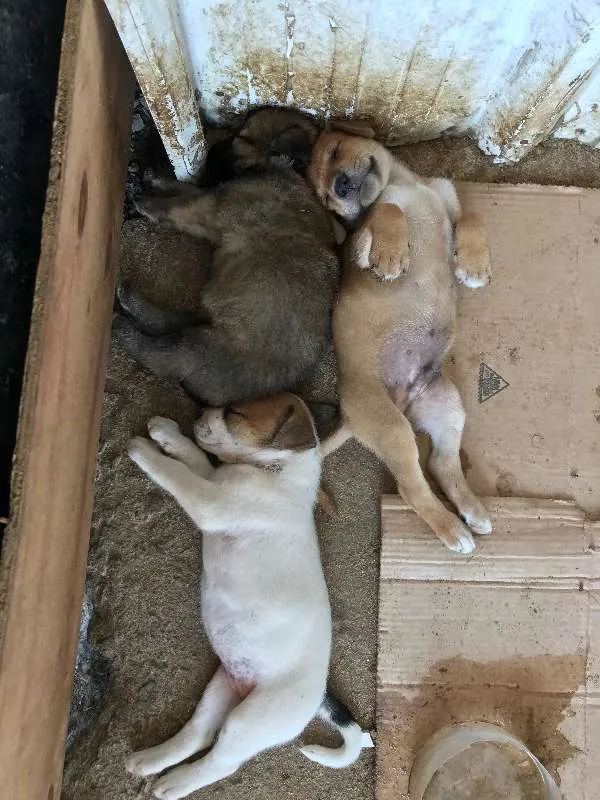 Cachorro ra a SRD idade Abaixo de 2 meses nome Lindos Filhotes