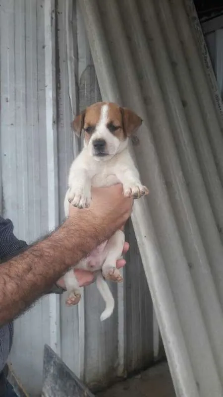 Cachorro ra a SRD idade Abaixo de 2 meses nome Lindos Filhotes