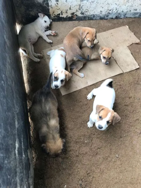 Cachorro ra a SRD idade Abaixo de 2 meses nome Lindos Filhotes