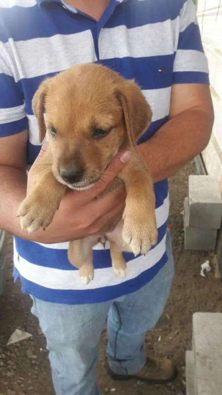 Cachorro ra a SRD idade Abaixo de 2 meses nome Lindos Filhotes