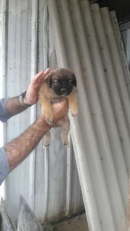 Cachorro ra a SRD idade Abaixo de 2 meses nome Lindos Filhotes