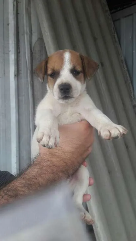 Cachorro ra a SRD idade Abaixo de 2 meses nome Lindos Filhotes