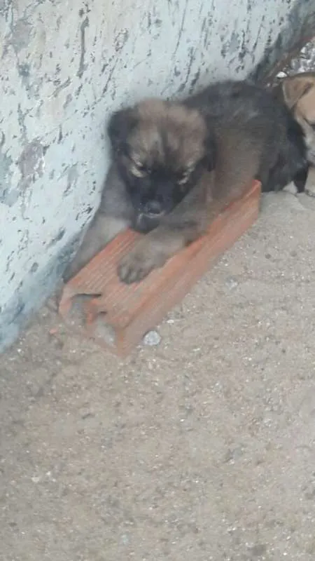 Cachorro ra a SRD idade Abaixo de 2 meses nome Lindos Filhotes