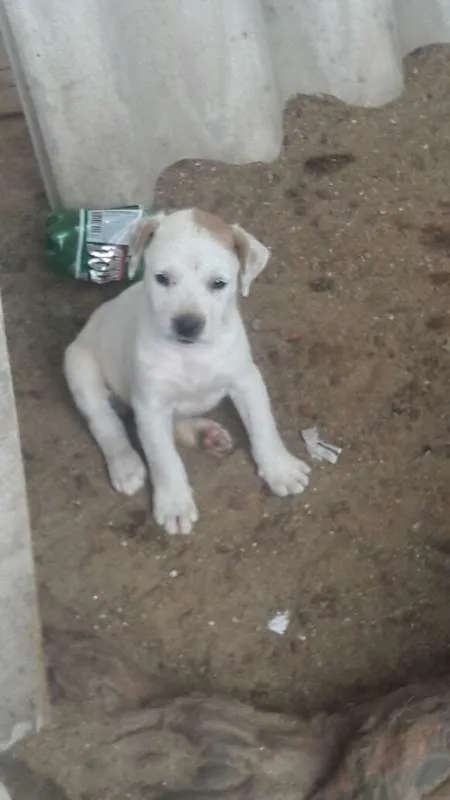 Cachorro ra a SRD idade Abaixo de 2 meses nome Lindos Filhotes
