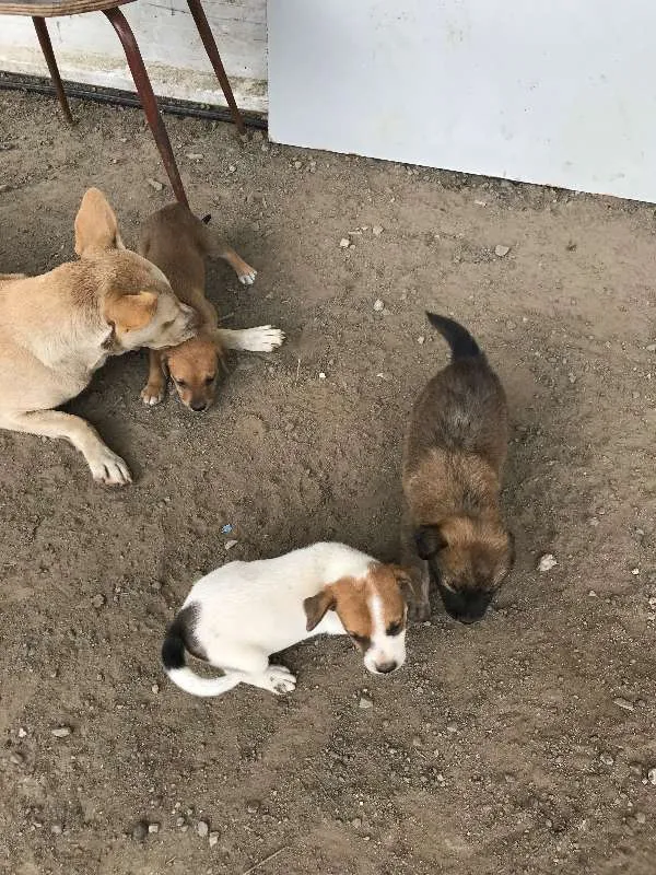 Cachorro ra a SRD idade Abaixo de 2 meses nome Lindos Filhotes