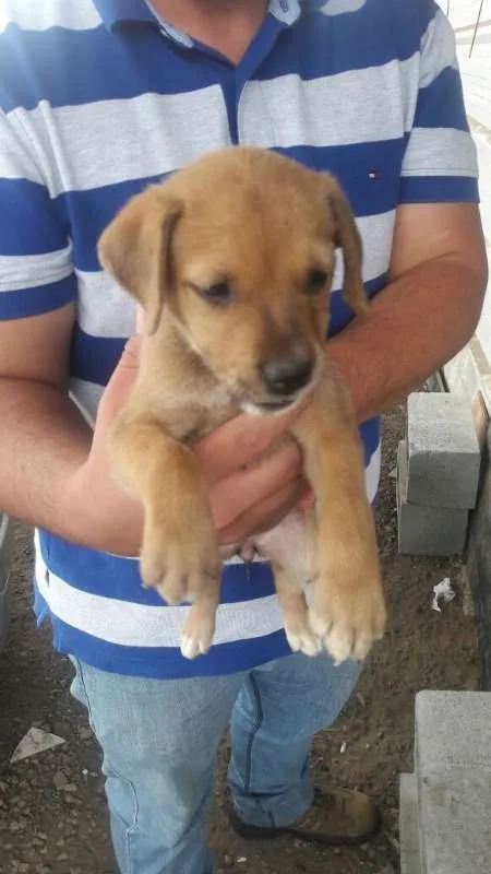 Cachorro ra a SRD idade Abaixo de 2 meses nome Lindos Filhotes