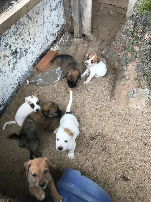 Cachorro ra a SRD idade Abaixo de 2 meses nome Lindos Filhotes