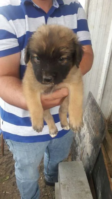 Cachorro ra a SRD idade Abaixo de 2 meses nome Lindos Filhotes