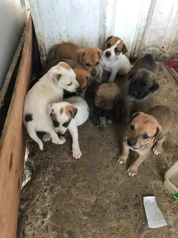 Cachorro ra a SRD idade Abaixo de 2 meses nome Lindos Filhotes