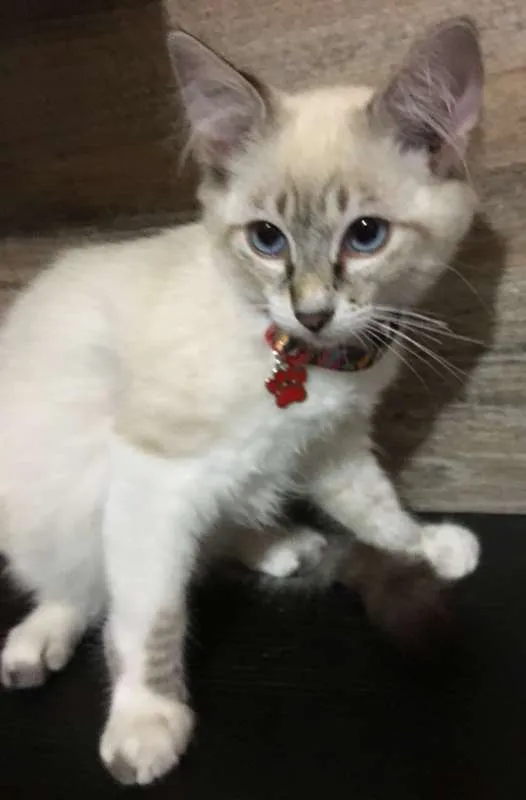 Gato ra a srd idade 2 a 6 meses nome Luck