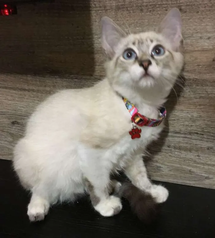 Gato ra a srd idade 2 a 6 meses nome Luck