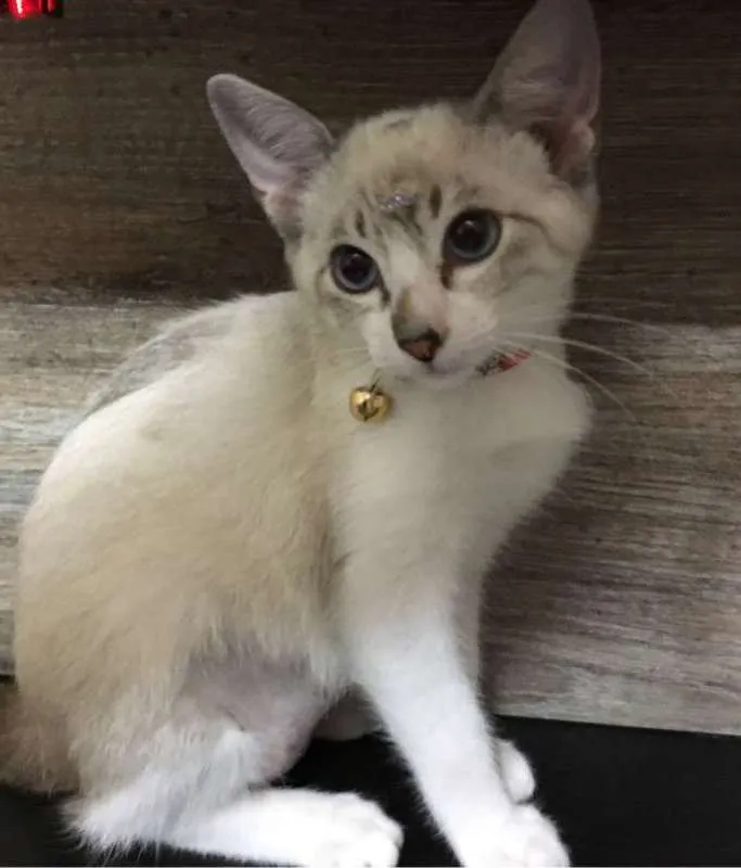 Gato ra a srd idade 2 a 6 meses nome Katy