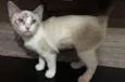 Katy