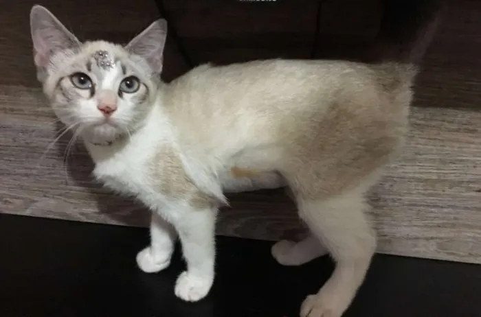 Gato ra a srd idade 2 a 6 meses nome Katy