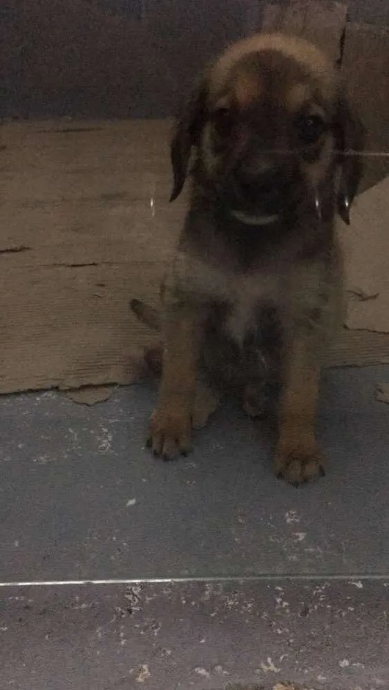Cachorro ra a SRD idade 2 a 6 meses nome SEM NOME