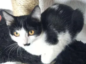 Gato raça SRD idade 2 a 6 meses nome Diana