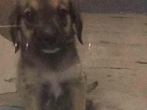 Cachorro raça SRD idade 2 a 6 meses nome SEM NOME