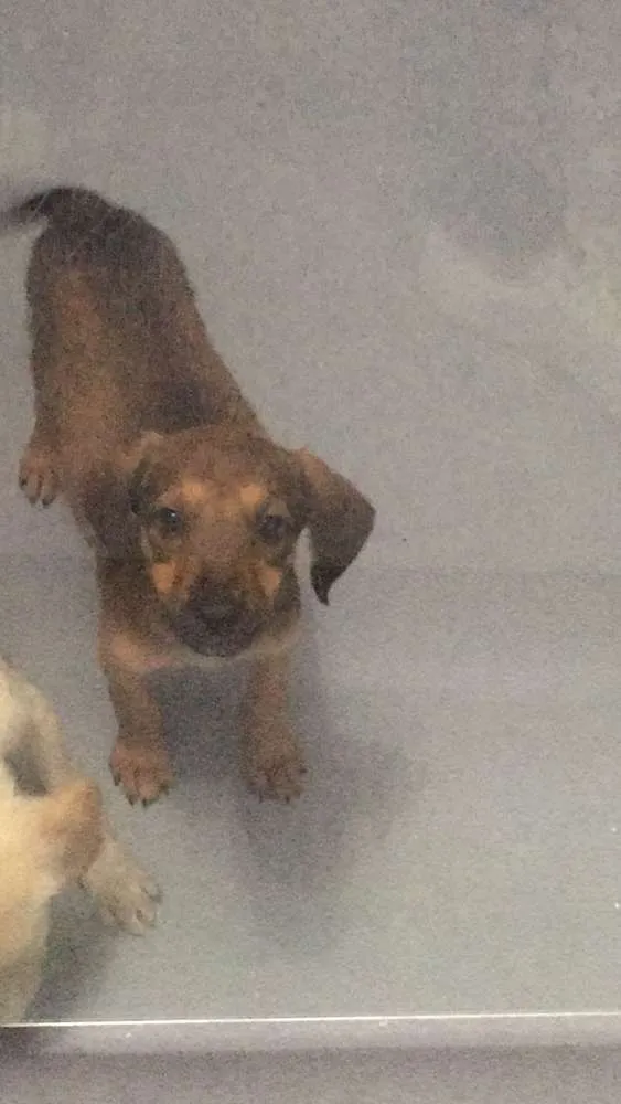 Cachorro ra a srd idade 2 a 6 meses nome Sem nome