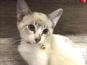 Gato raça srd idade 2 a 6 meses nome Katy