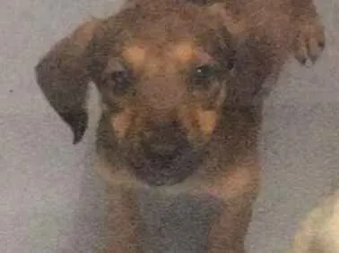 Cachorro ra a srd idade 2 a 6 meses nome Sem nome