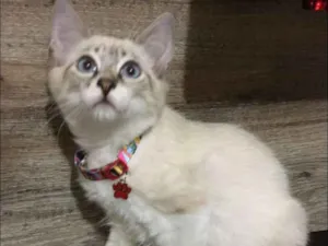 Gato raça srd idade 2 a 6 meses nome Luck